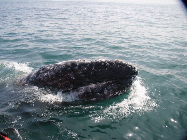 Japan plans to resume its annual whale hunt in the Antarctic Ocean next year. - Sputnik International
