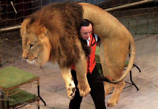 Russia's State Circus Celebrates 95th Anniversary - Sputnik International