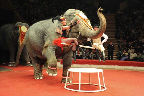 Russia's State Circus Celebrates 95th Anniversary - Sputnik International