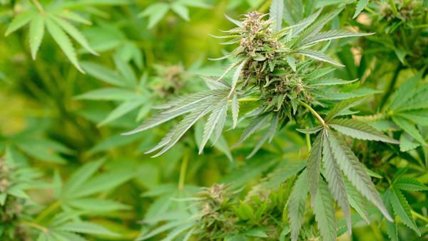 Marijuana plant - Sputnik International