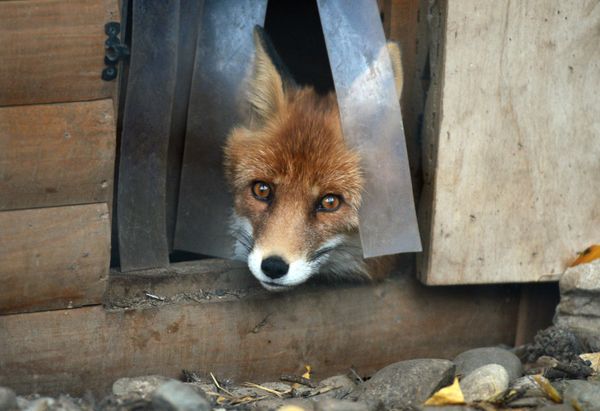 Moscow Zoo Celebrates 150th Anniversary - Sputnik International