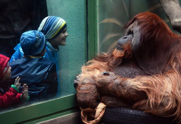 Moscow Zoo Celebrates 150th Anniversary - Sputnik International
