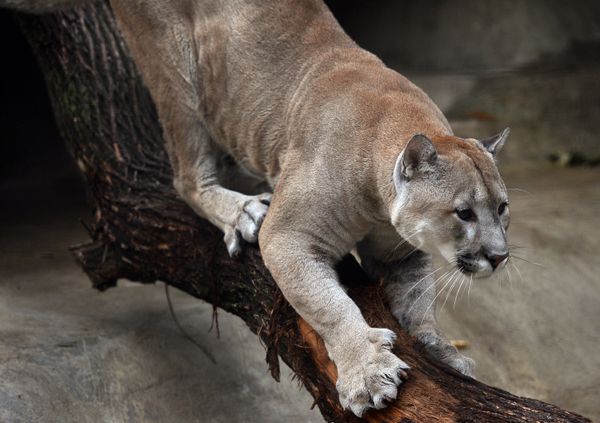 Moscow Zoo Celebrates 150th Anniversary - Sputnik International