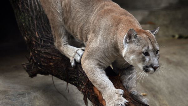 Moscow Zoo Celebrates 150th Anniversary - Sputnik International