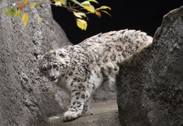 Moscow Zoo Celebrates 150th Anniversary - Sputnik International