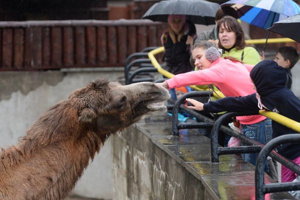 Moscow Zoo Celebrates 150th Anniversary - Sputnik International