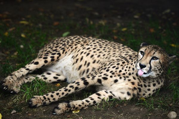 Moscow Zoo Celebrates 150th Anniversary - Sputnik International