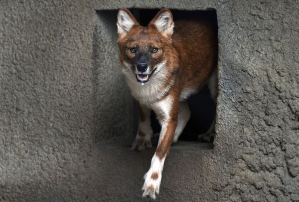 Moscow Zoo Celebrates 150th Anniversary - Sputnik International