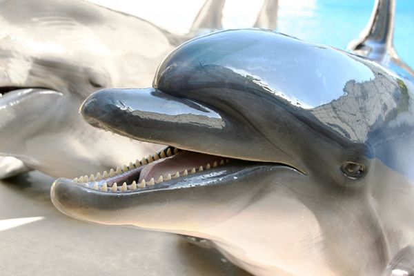 The International Whaling Commission (IWC) currently does not protect dolphins and porpoises, which is why Japan has killed some 20,000 of the animals every year, according to The Ecologist. - Sputnik International
