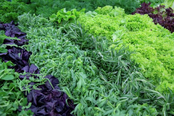 The agreement with Japanese company Mirai Co stipulates the industrial production of 47 kinds of lettuce culture in Khabarovsk. - Sputnik International