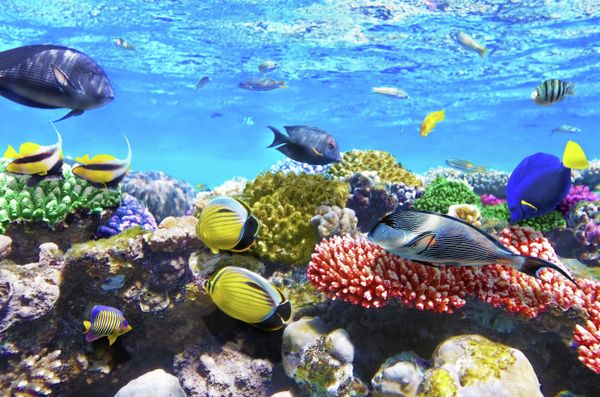 The National Geographic Society urges governments to take joint action to preserve the last remaining wild marine areas and their resources. - Sputnik International