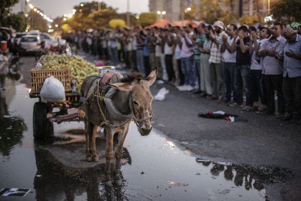 Islamic state militants use donkeys for bombings - Sputnik International