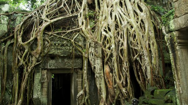 Angkor Wat Ta Prohm Temple doorway overgrown with tree roots. Angkor Wat Ta Prohm Temple doorway overgrown with tree roots. - Sputnik International