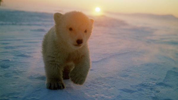 Russian soldiers have found a starving and exhausted polar bear cub, while performing a routine delivery flight in the Arctic. - Sputnik International