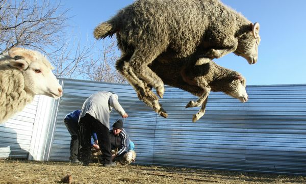 Russian Muslims Celebrate Eid al-Adha, One of the Greatest Islamic Holidays Russian Muslims Celebrate Eid al-Adha, One of the Greatest Islamic Holidays - Sputnik International