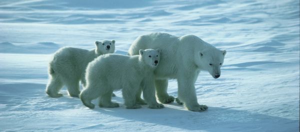 The Southern Beaufort Sea polar bear population has decreased by 40 percent, World Wide Fund for Nature (WWF) announced. - Sputnik International