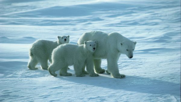 The Southern Beaufort Sea polar bear population has decreased by 40 percent, World Wide Fund for Nature (WWF) announced. - Sputnik International
