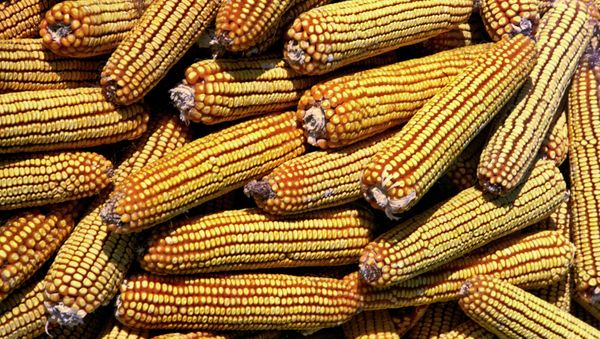 A vast majority of US packaged food labeled as natural actually contains genetically modified (GMO) ingredients. - Sputnik International