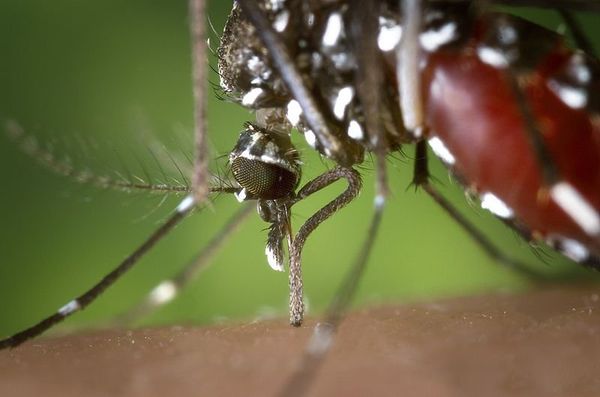 Dengue is a disease transmitted by the bite of a mosquito infected with one of the four dengue virus serotypes and affects between 50 million to 100 million people in tropical and subtropical regions every year, causing fever combined with muscle and joint aches. - Sputnik International