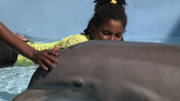 Therapy in an Aquarium: Dolphins Teach Kids With Special Needs How to Communicate - Sputnik International