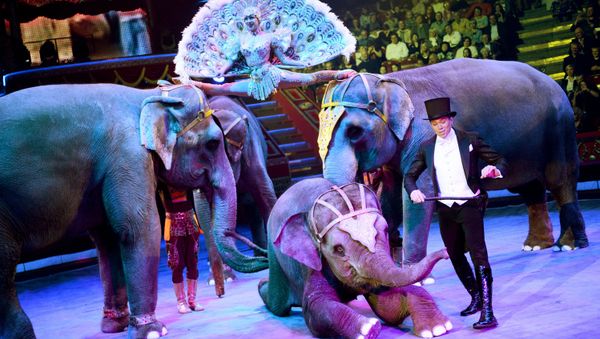 Roll Up! Roll Up! Celebration of the 95th Anniversary of the Russian State Circus - Sputnik International