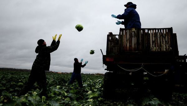 Sanctions against Russia and counter-sanctions against a number of Western states has created an unprecedented advantage for Russian agriculture - Sputnik International